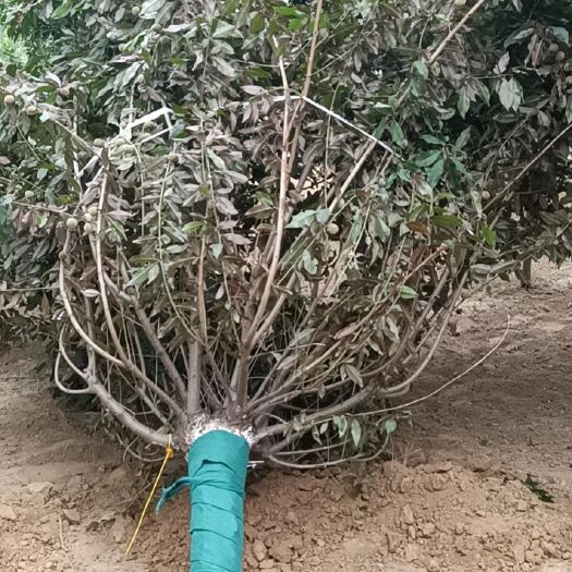菏泽精品红叶碧桃规格齐全，量大从优，