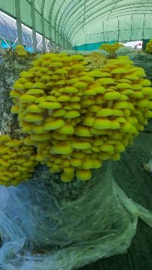 鸡油菌，榆黄蘑，剪脚烘干，色泽金黄，R