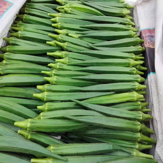 黄秋葵 云南省临沧市云县 