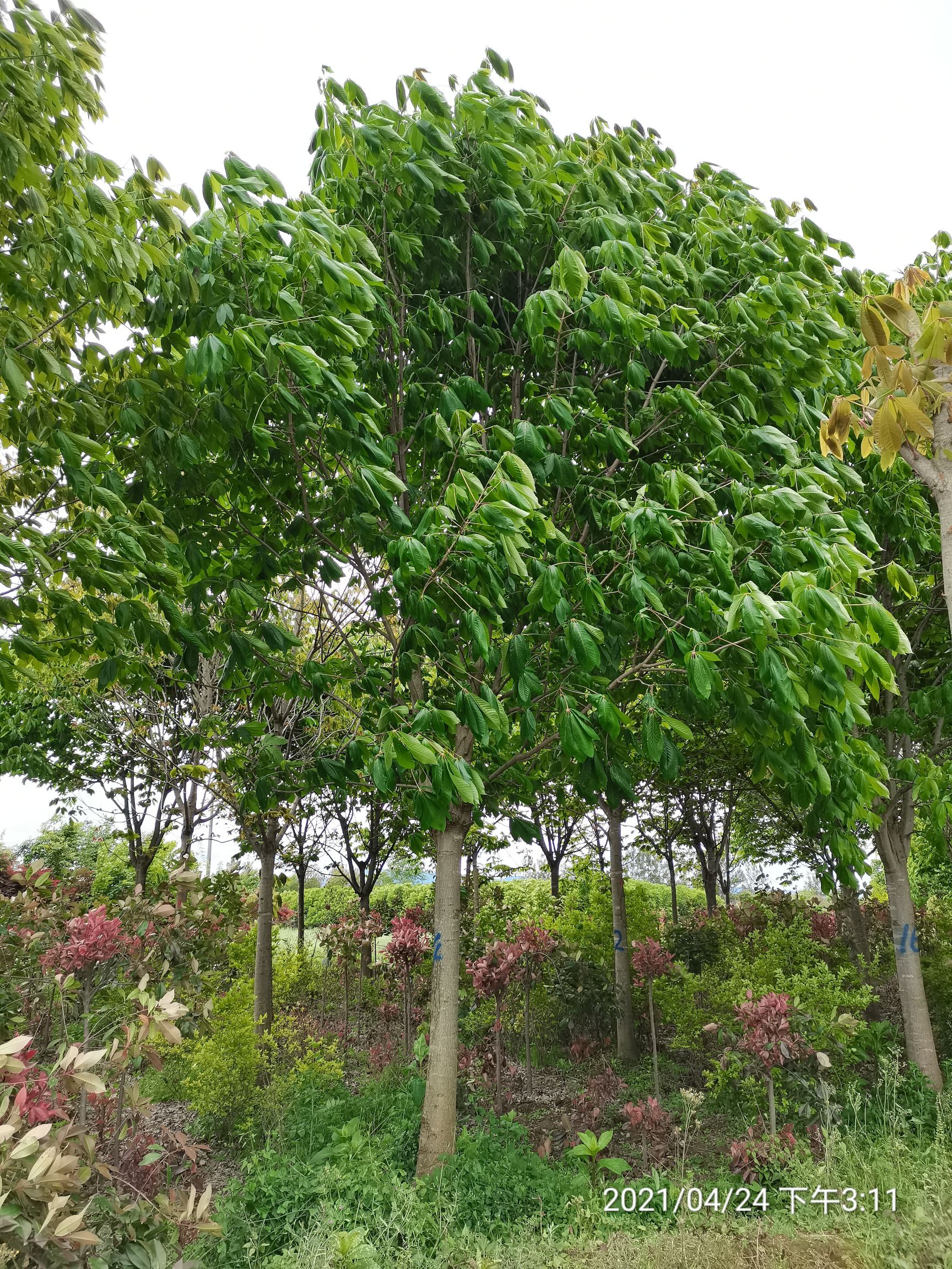 七叶树  14公分