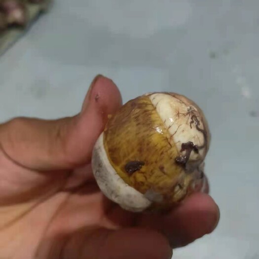 汝州市毛蛋，活珠子常年有货不断货
