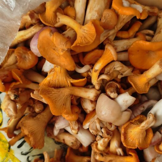 郧西县黄蘑 纯野生黄丝菌，纯野生牛肚困。