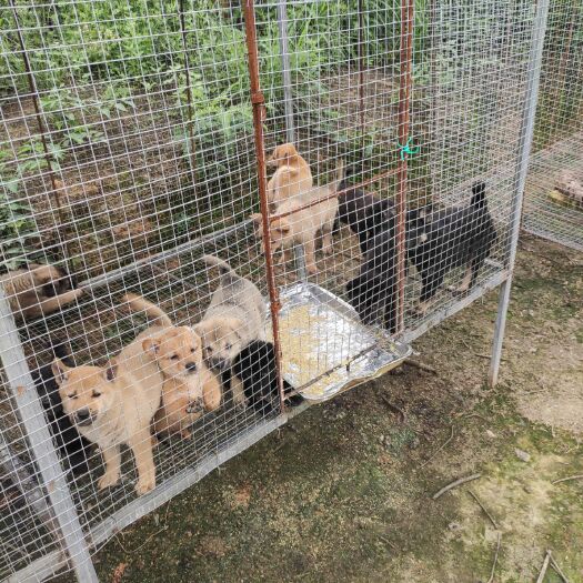 贺州大量批发土狗苗 小土狗  中华田园犬