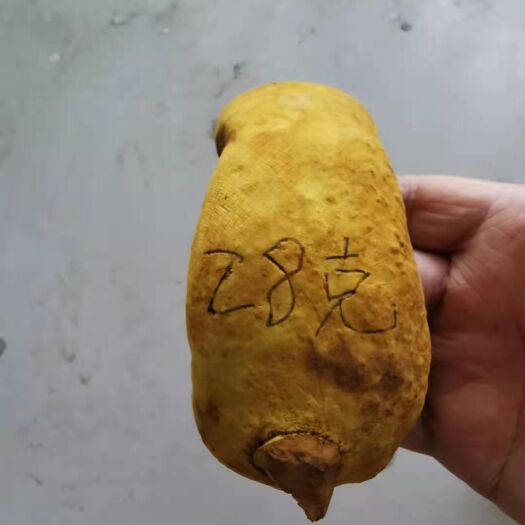 聊城桑黄 