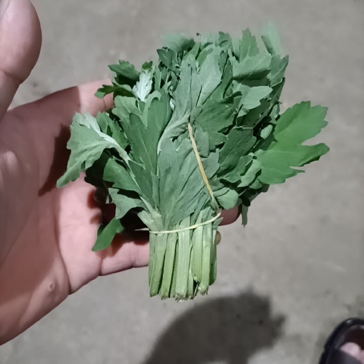 新沂市白菊花苗 
