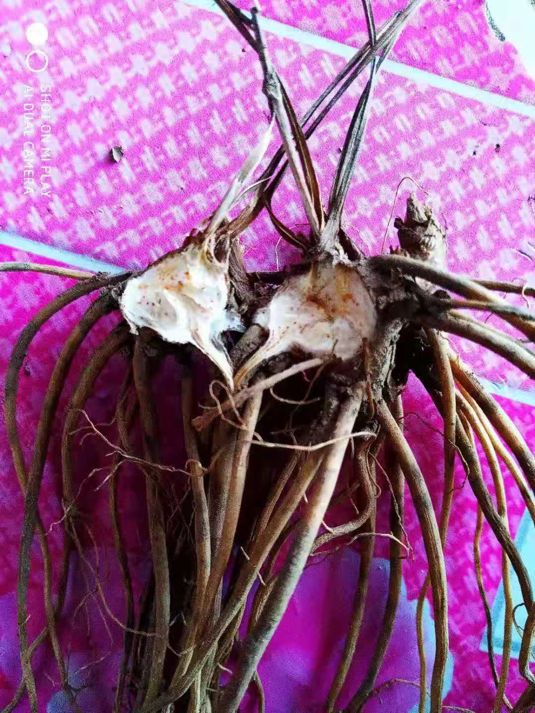 苍术种苗  一年生北苍术苗 精选  基地直发