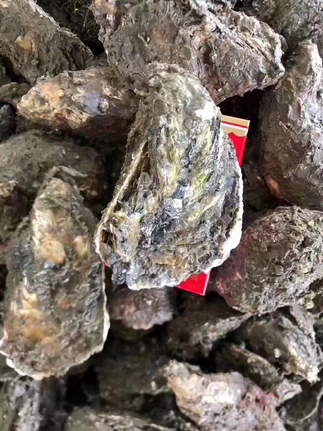 蚝苗 广东省潮州市饶平县