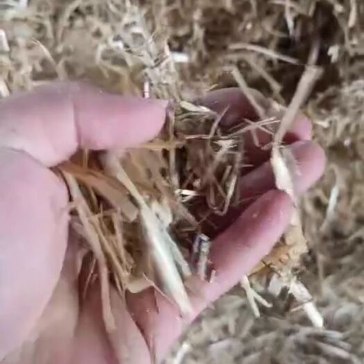 蚌埠小麦秸秆 柔丝草，精品