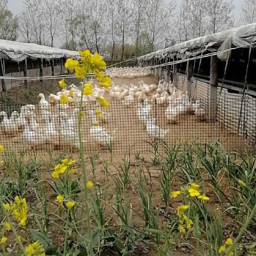 涡阳县白鸭  农家散养2年以上老鸭子
