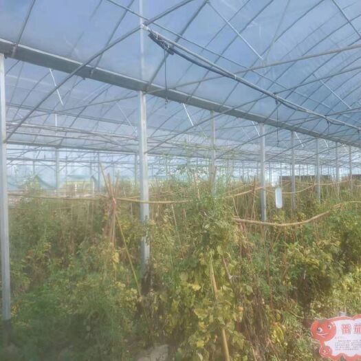 九江种植大棚 联动大棚出租外遮阳风帘，喷灌一起九江市濂溪区