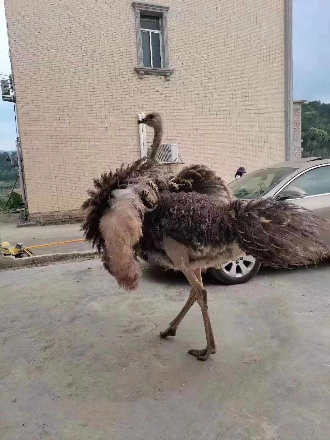人工飼養(yǎng)鴕鳥，非洲鴕鳥，好飼養(yǎng)，吃青草青菜
