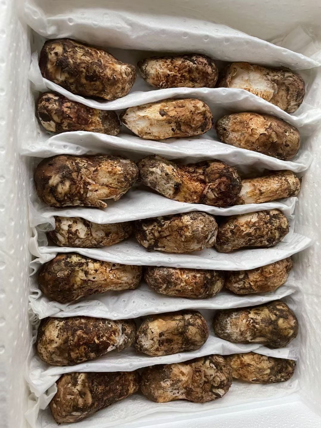 鲜松茸  新鲜松茸一公斤顺丰包邮产地直销一手货源各种规格