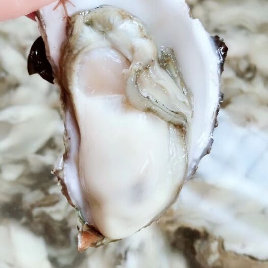 重庆市牡蛎  2倍体生蚝处理