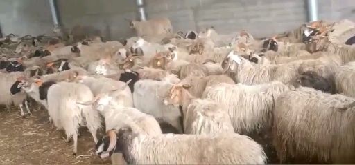 成都绵羊  大量出售四川甘孜高原羊。重量在150斤左右。12元一斤！