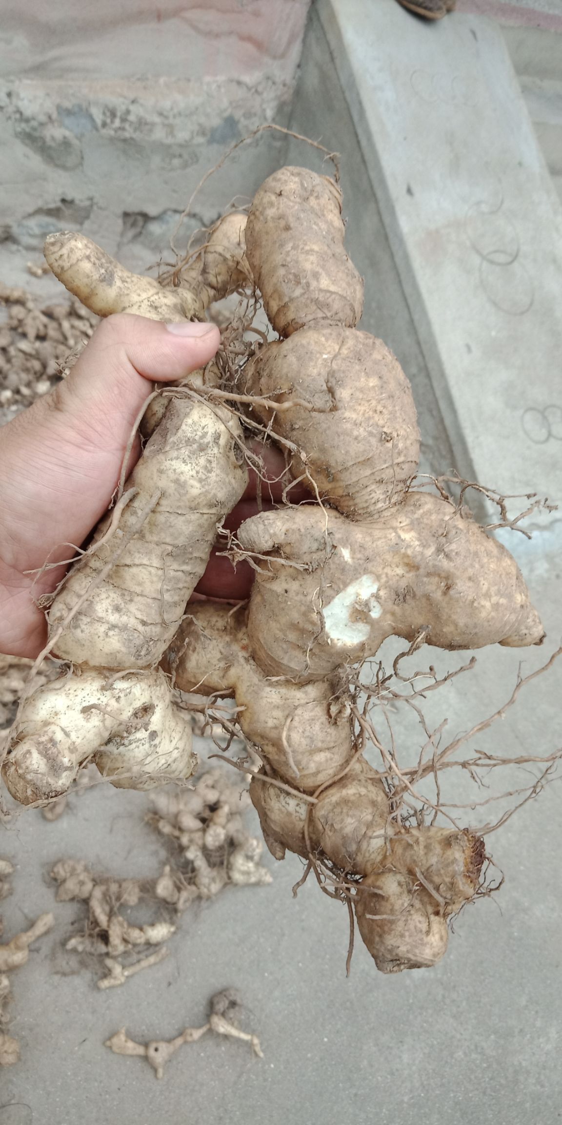 鸡头黄精 秦岭黄精货