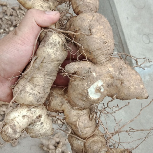 商南县鸡头黄精 秦岭黄精货