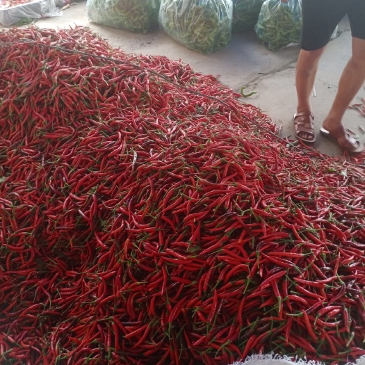 商丘小米椒  小米辣