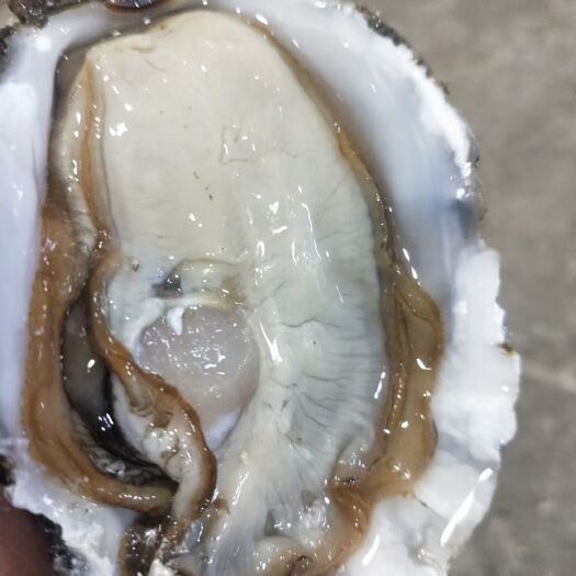 诏安县三倍体生蚝  诏安正兴蚝业生蚝产地直销批发