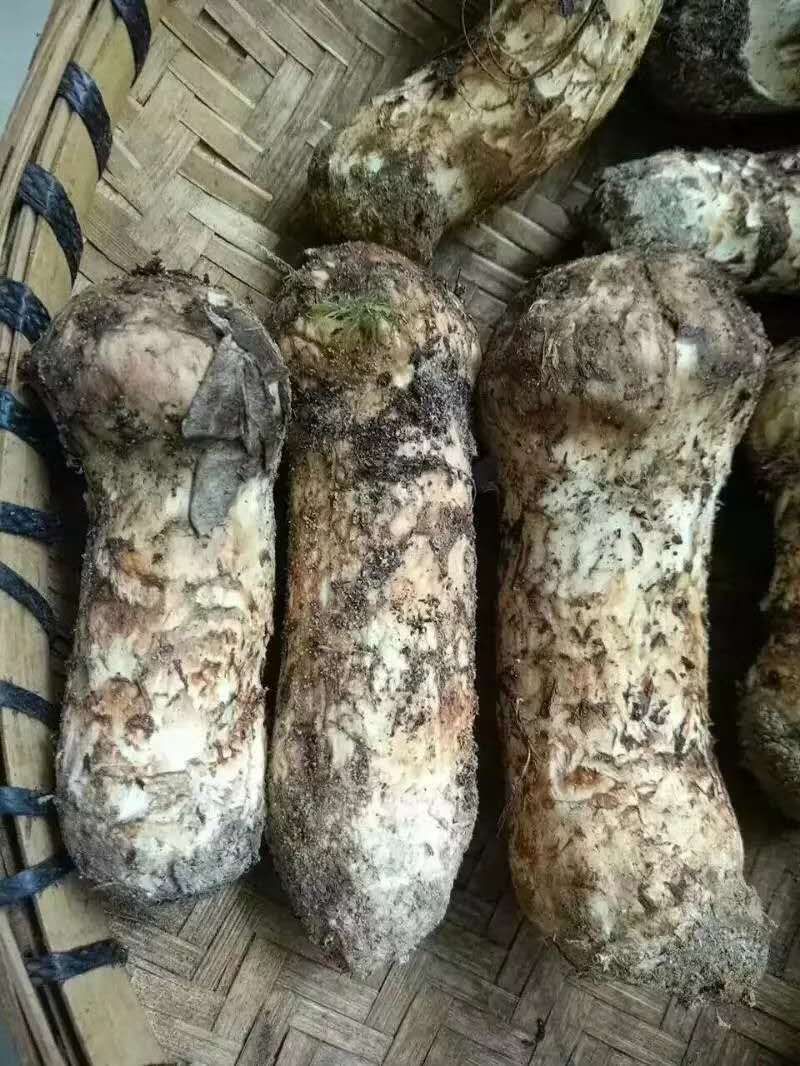 鲜松茸  新鲜松茸一公斤顺丰包邮产地直销一手货源各种规格