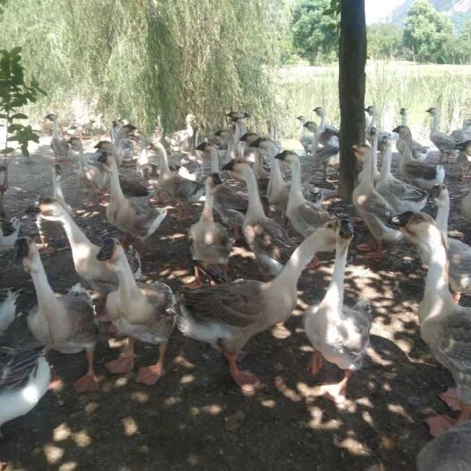 漳州出售狮头鹅，在福建