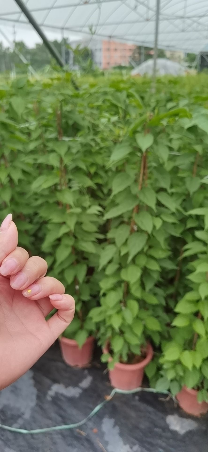 炮仗花