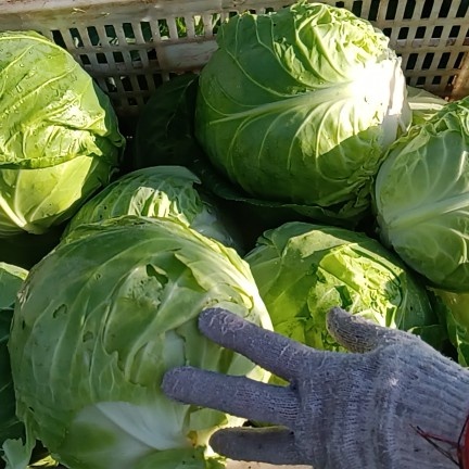 大同优质圆包菜。甘蓝。
