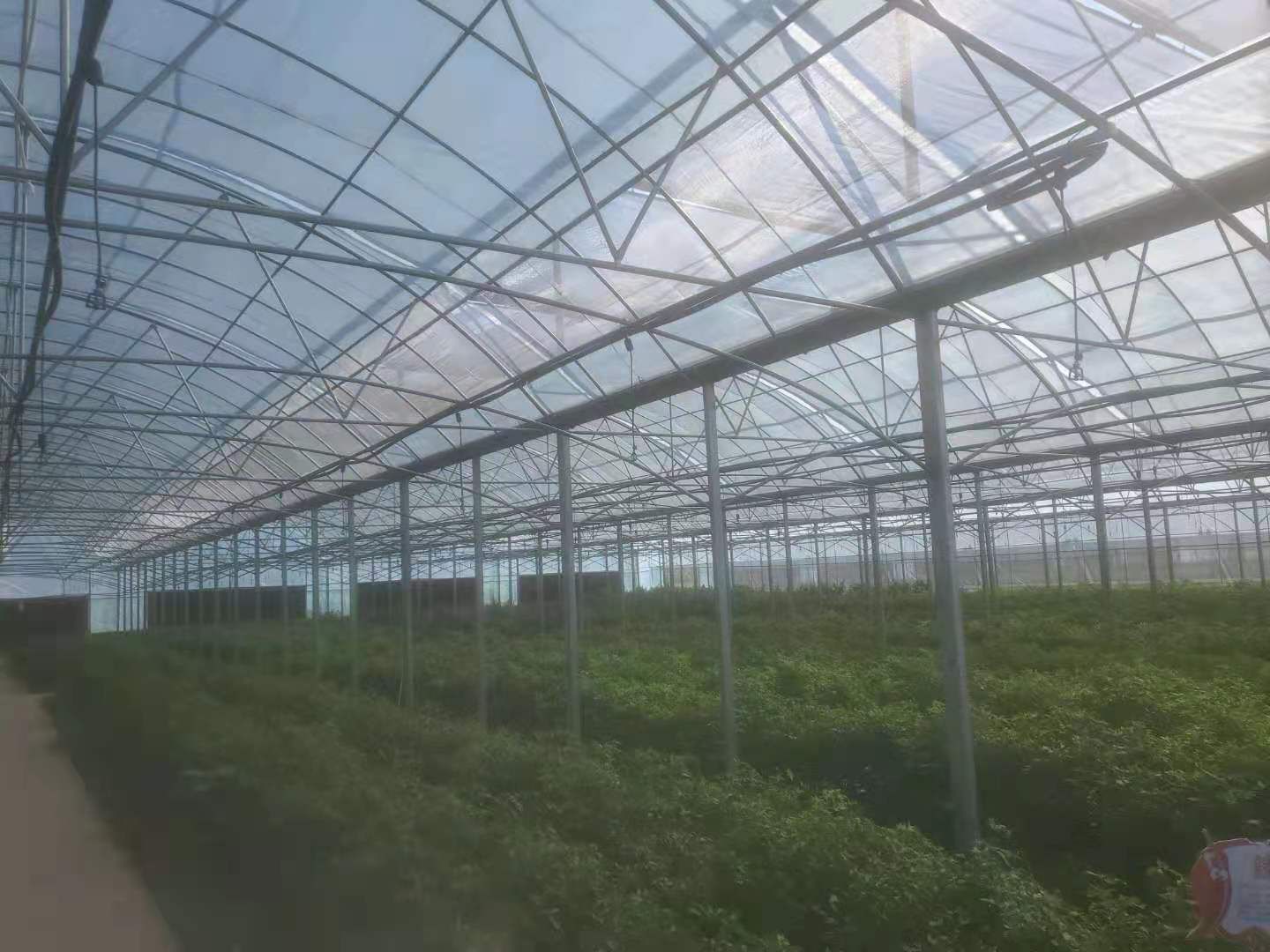 种植大棚  联动大棚出租，外遮阳，风帘，喷灌，水路电都通九江市濂溪区