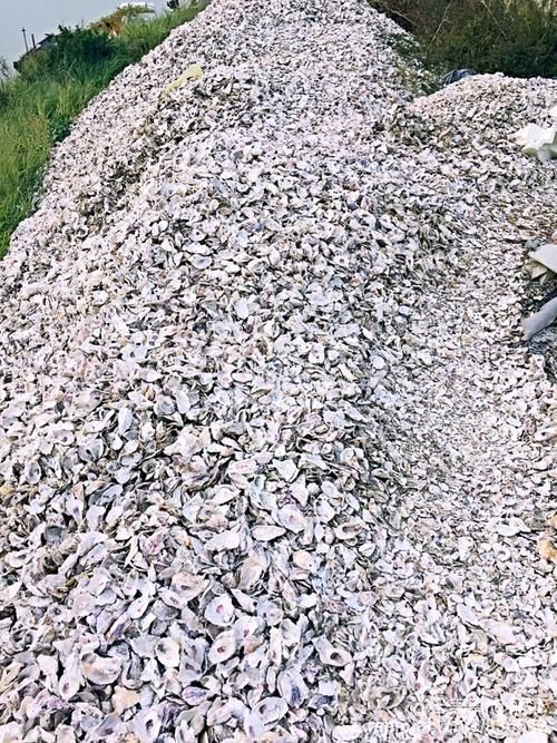 福清市牡蛎 海蛎壳