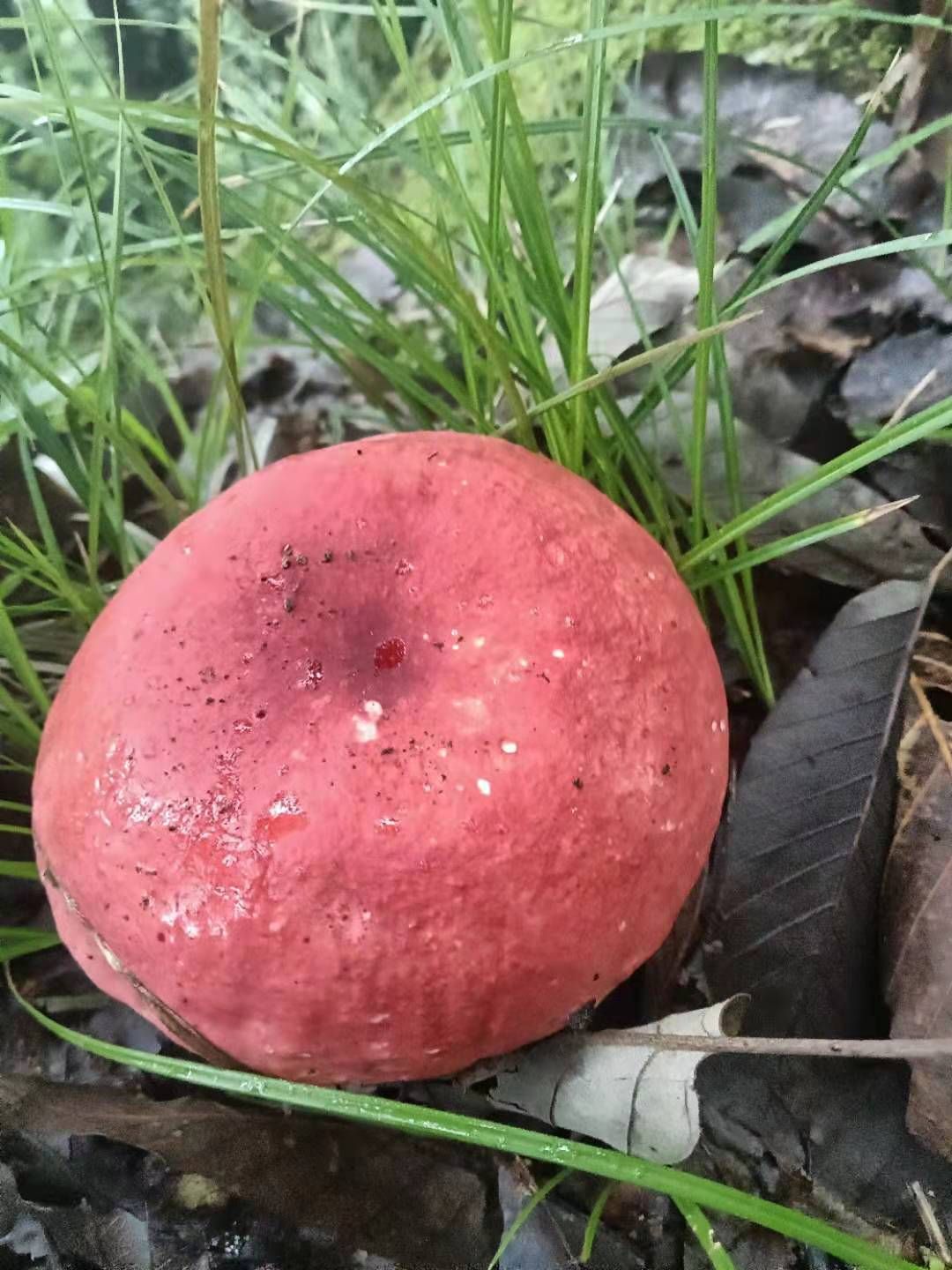 红菇
