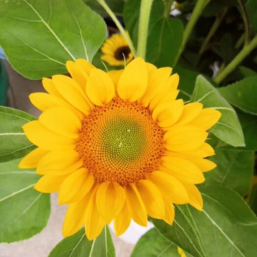 平阳县 鲜切花向日葵橘黄绿心