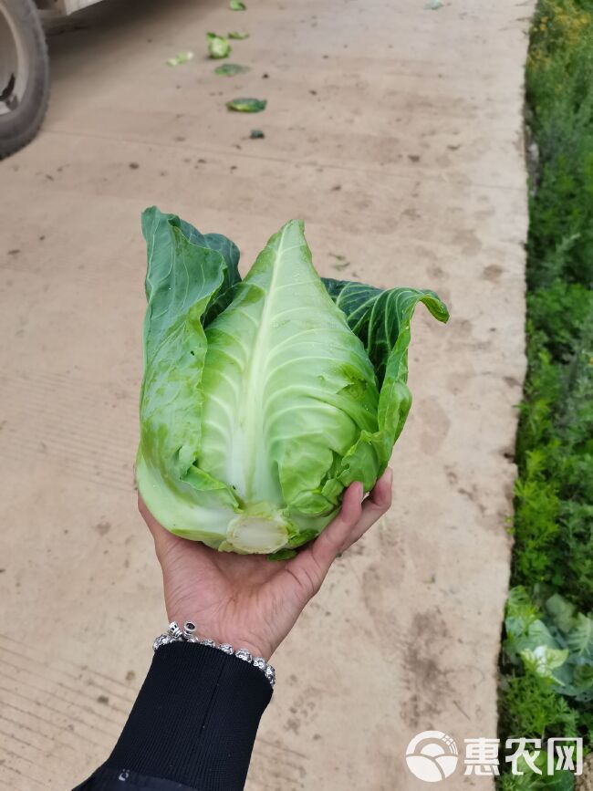 牛心甘蓝 威宁高山牛心菜，物美价廉