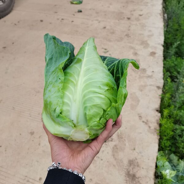 牛心甘蓝 威宁高山牛心菜，物美价廉