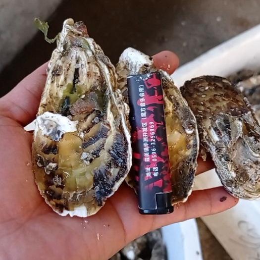 漳浦县牡蛎 福建生蚝