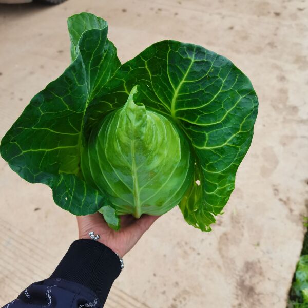 牛心甘蓝 威宁高山牛心菜，物美价廉