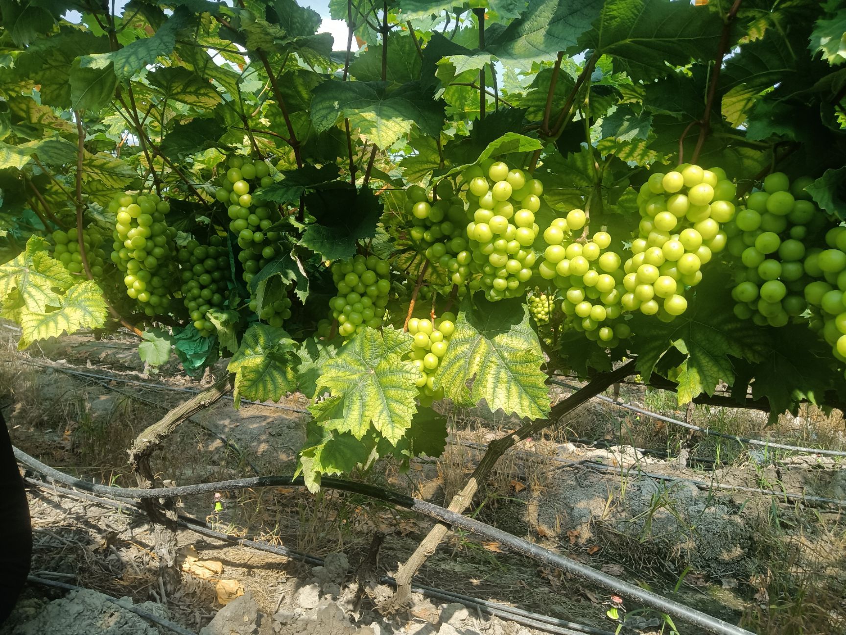  宗正阳光玫瑰有实力的老板可以联系我了