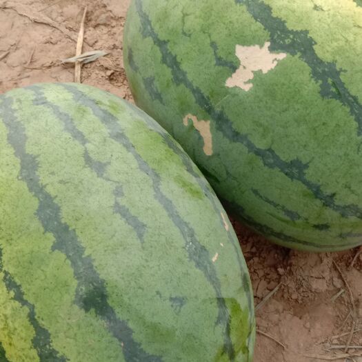 忻州西农西瓜 山西省忻州市忻府区 1茬 