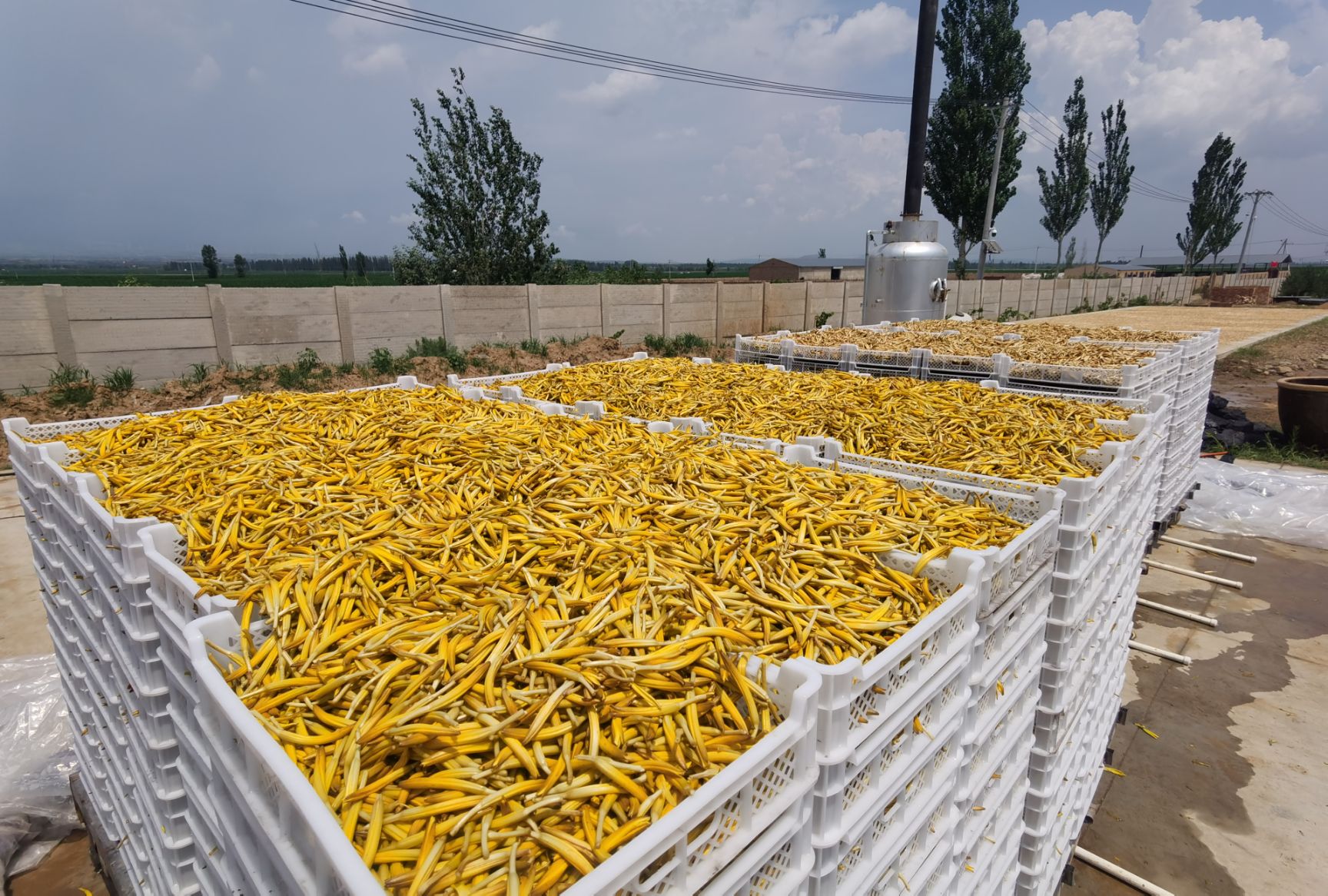 新鲜黄花菜  干黄花菜 2021大同黄花  产地直供 农户菜无硫肉肥品质高