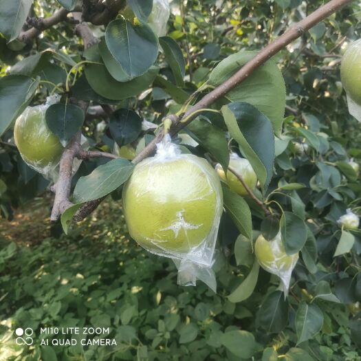 衡水皇冠梨 售膜袋黄冠梨