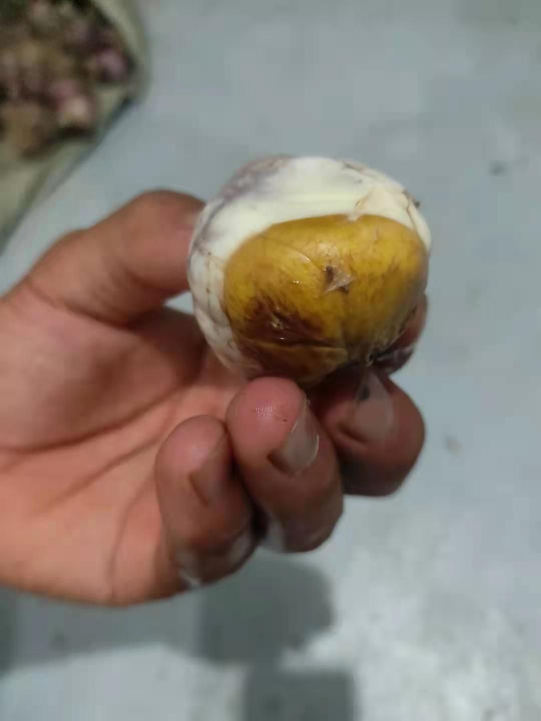 毛蛋，活珠子常年有货不断货