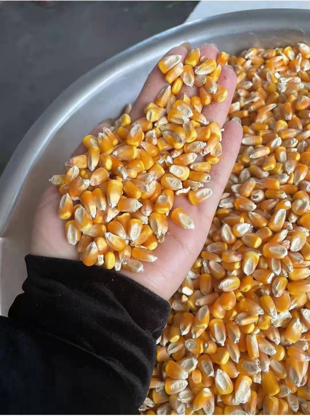 干玉米  硬粒玉米净粮，一级，容重730
