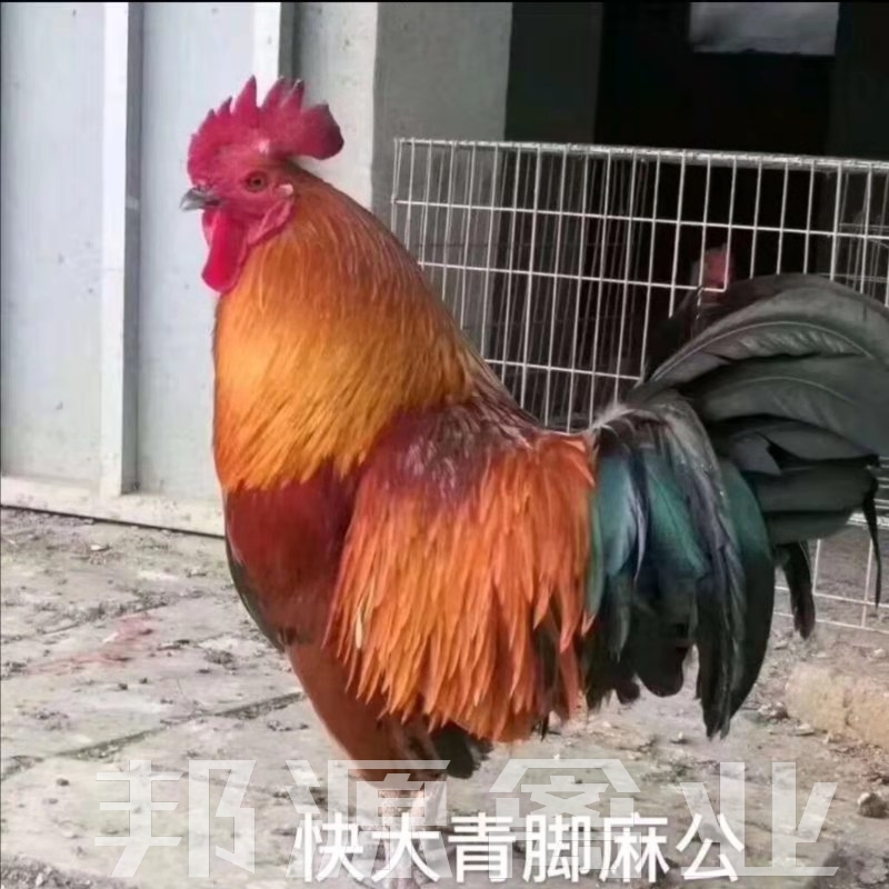 鸡苗 青脚麻鸡苗 铁脚麻鸡苗&快大型鸡苗 厂里直销