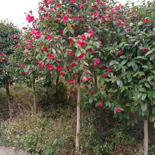 灵川县 大果红花油茶树