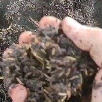 仁怀市 酒糟大量供应