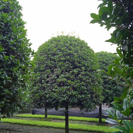 成都 金桂