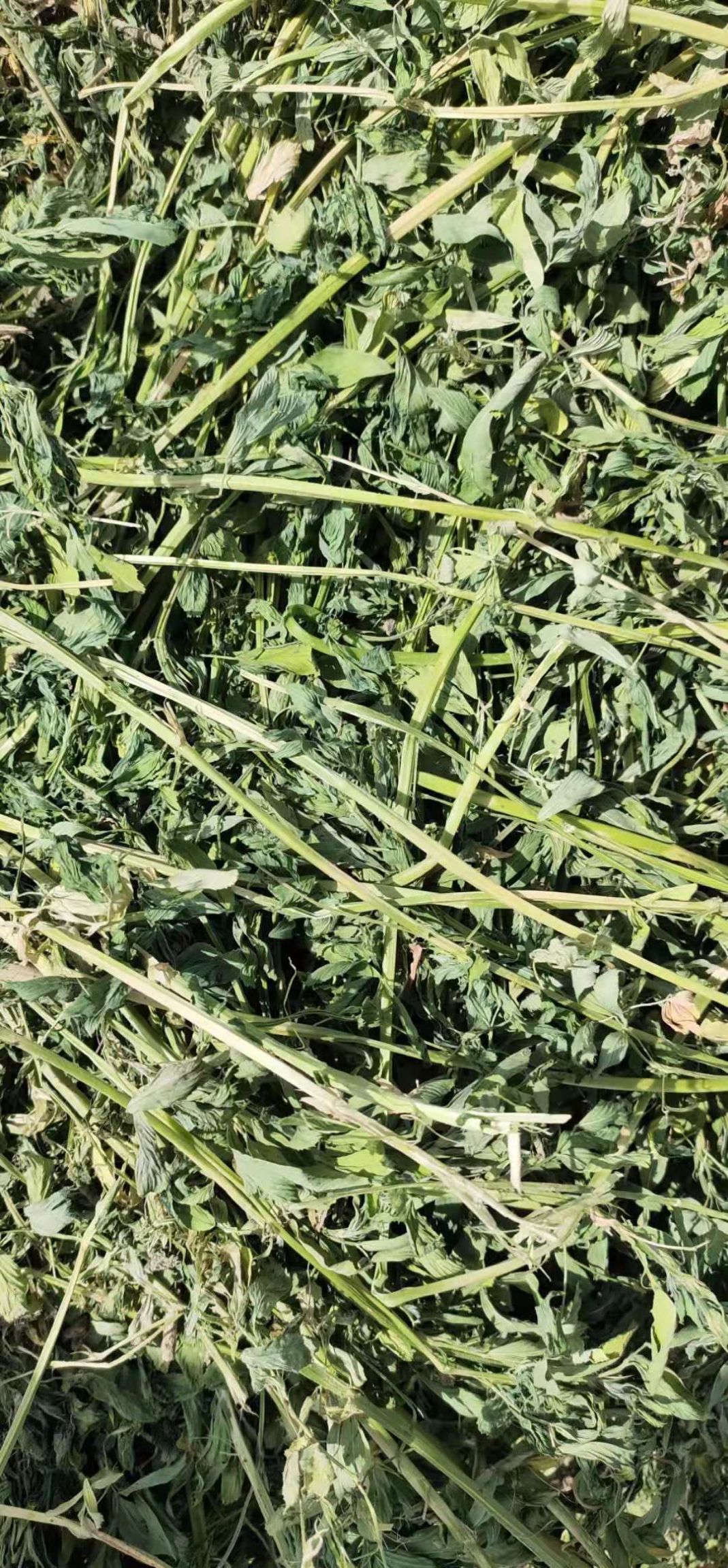 苜蓿草饲料  苜蓿草颗粒三级