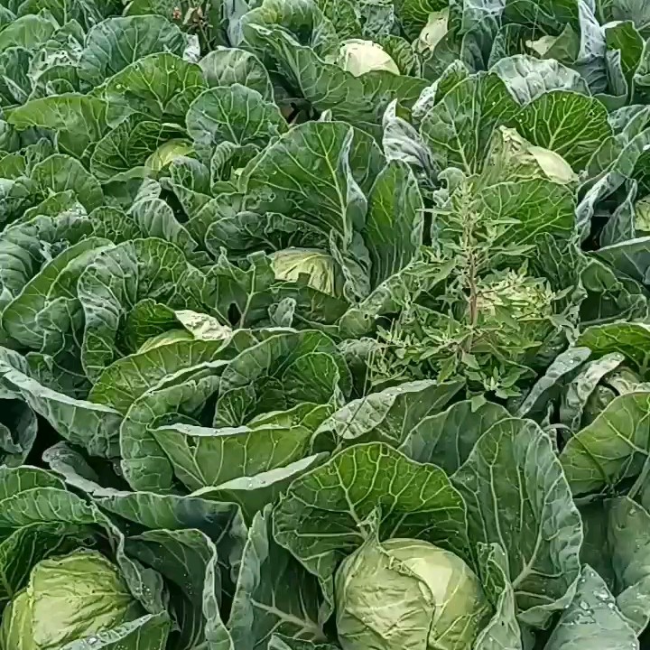 优质圆包菜