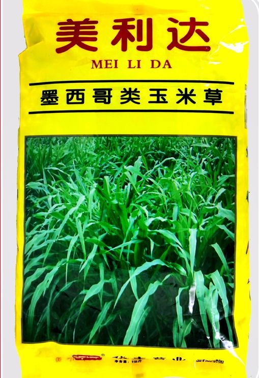 沭阳县青绿饲料  墨西哥玉米草种子墨西哥玉米草新种子批发包邮高