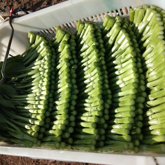 贺兰县 70圆叶菜心