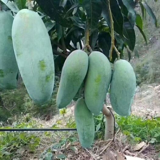 米易县 攀枝花金煌芒果一件代发