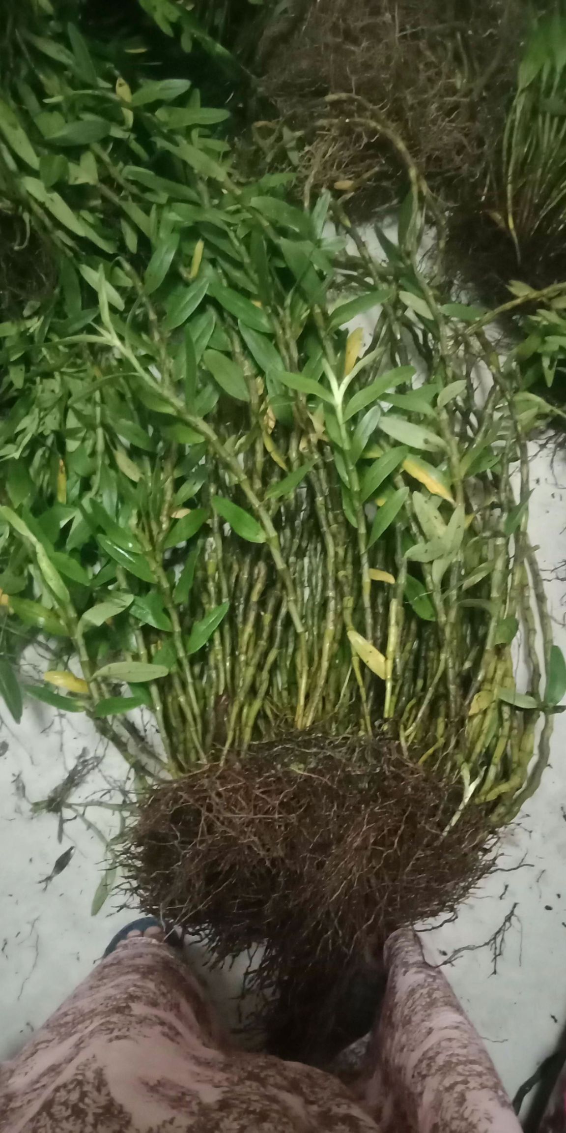 铁皮石斛 